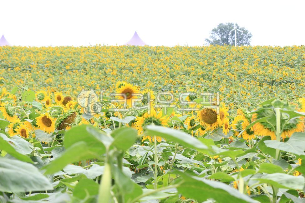 안성팜랜드,안성,팜랜드,풍경,자연,해바라기,식물,꽃