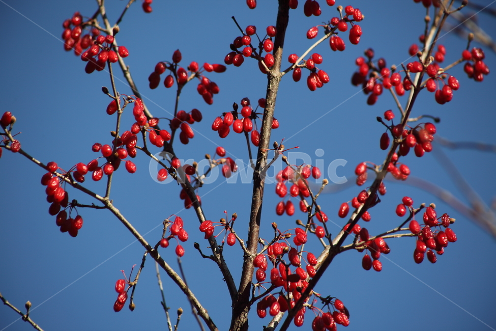 산수유,열매,빨강,가을,japanesecorneliancherry