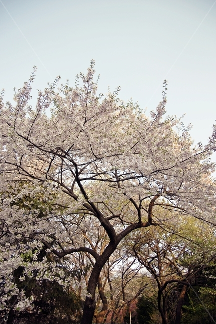 벚꽃,봄,꽃,나무,자연,풍경,소풍,나들이,봄,계절,spring,season,식물,자연,plants,nature,나무,trees,wood,plant,flower,blossom