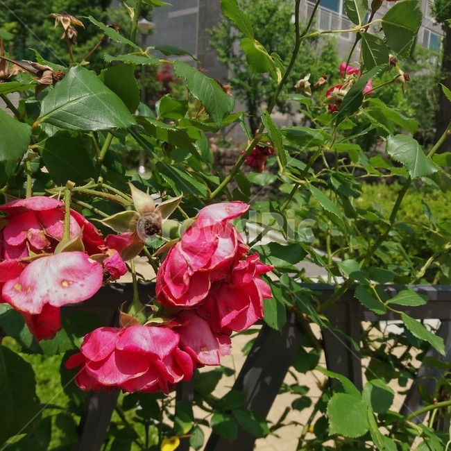 flower,꽃,blossom,풀,녹색,초록색,핑크색,분홍색,자연,nature,pink,green,울타리,fence,daily,summer,여름,hot,grass,식물,plant,더운,햇빛,sunlight,sunshine,광합성,photosynthesis,day,낮,식물,자연,plants,nature