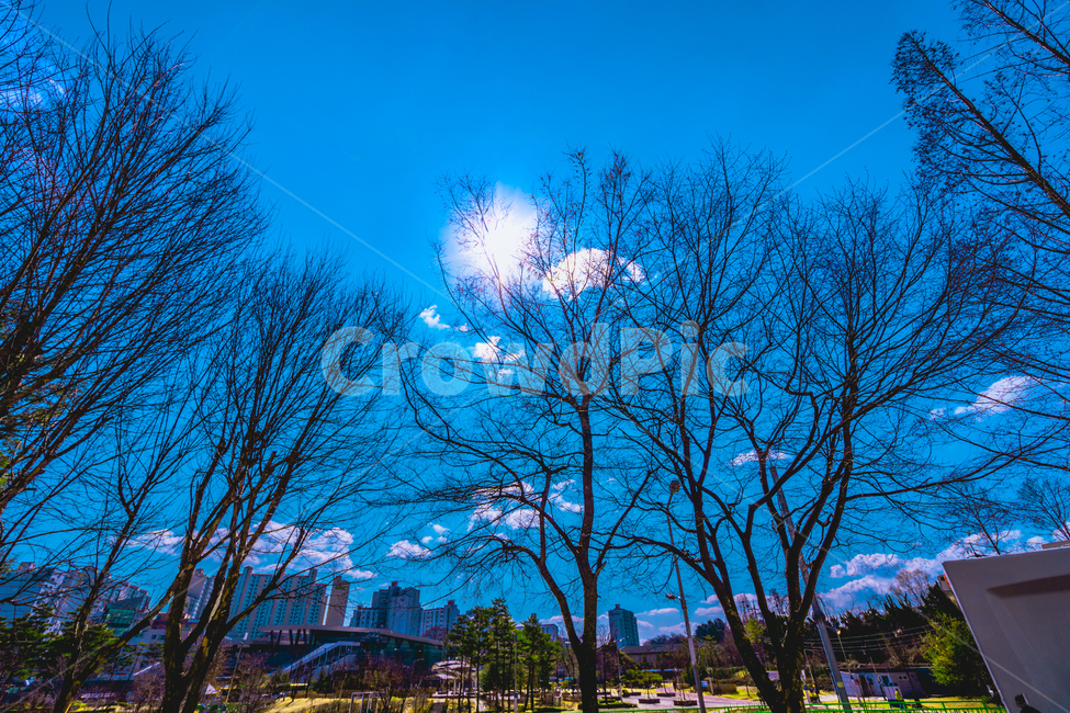 파란하늘,하늘,맑음,나무,구름,도시,풍경,city,landscape,plant,식물,tree