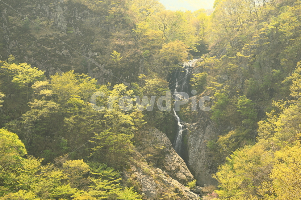 폭포,자연,위봉폭포,숲,나무,tree,forest,green,waterfall,light,빛,자연,풍경,nature,landscape,휴식,힐링,rest,relaxation,healing,vegetation,초목,plant,식물,outdoors,옥외,bush,부시,land,땅,water,물,woodland,삼림지