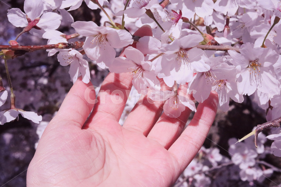 벚꽃,봄,꽃,분홍,자연,식물,나무,따듯,색감,손,감성,flower,pink,spring,plant,blossom,cherryblossom