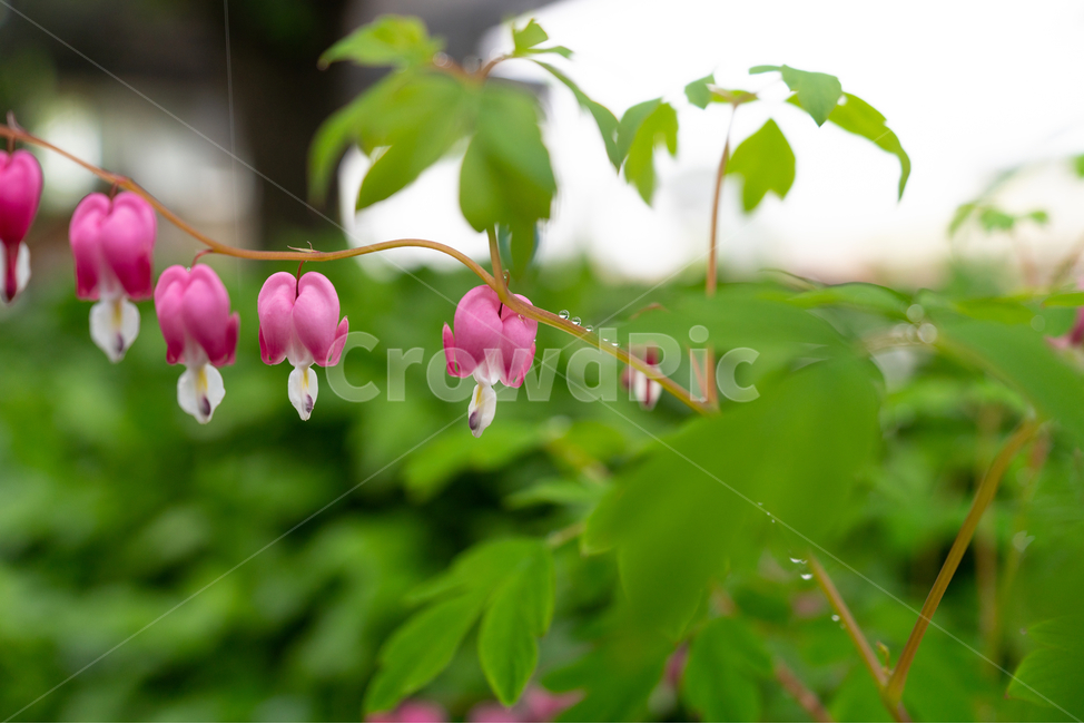 금낭화,꽃,dicentraspectabilis,자연,flower,natural,식물,자연,plants,nature,꽃,flower