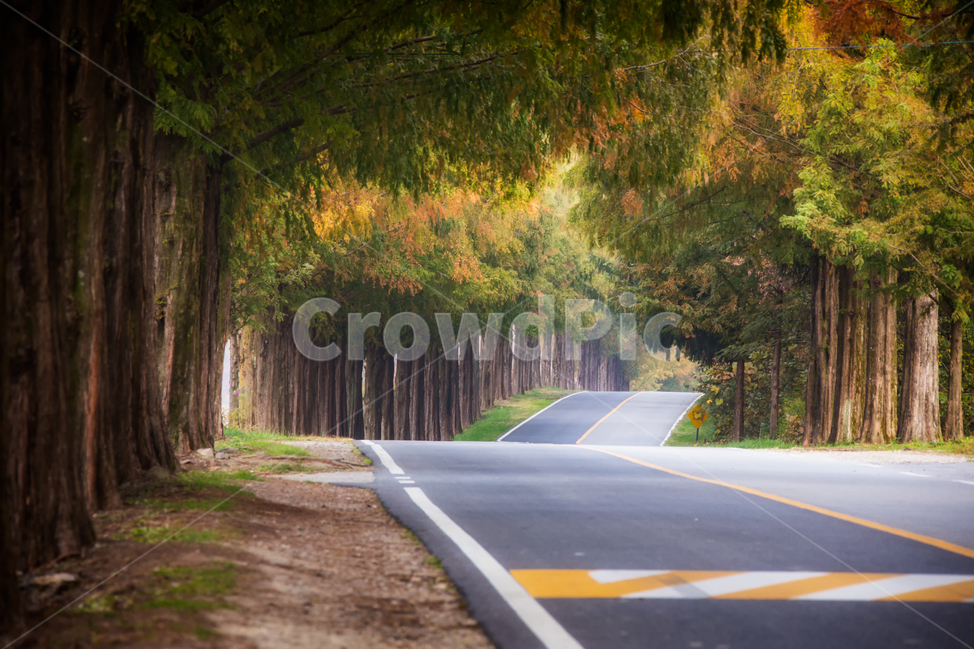 메타세콰이어길,단풍길,road,도로,나무,나무길,모래재길,모래재,가을,계절,fall,autumn,season,자연,풍경,nature,landscape,한국자연풍경,한국자연경관,korea nature landscape,asphalt,아스팔트