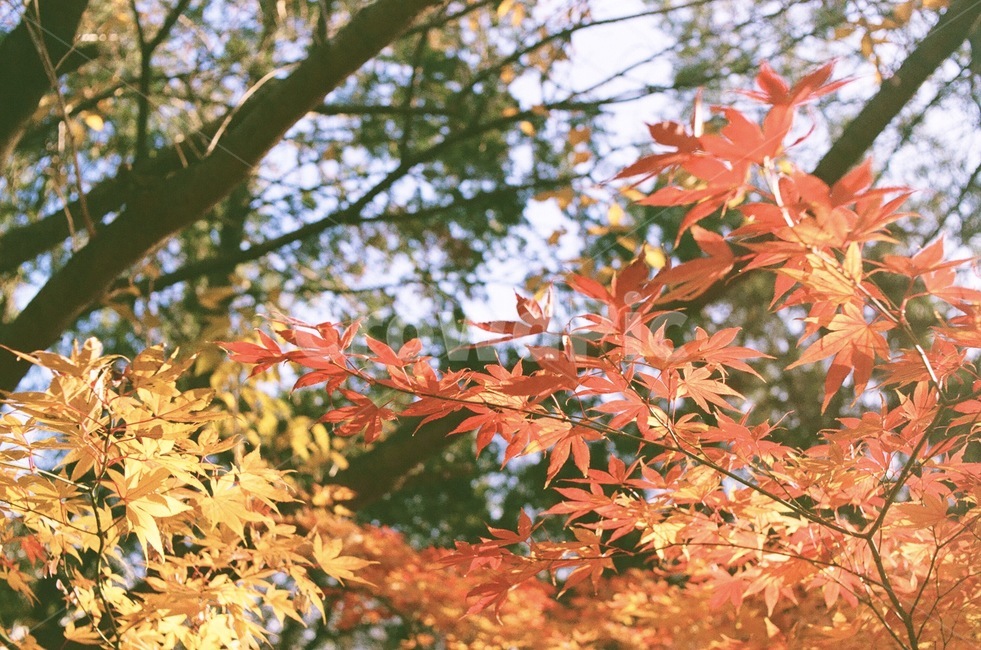 단풍,나무,가을,자연,잎,maple,식물,tree,plant,leaf,autumn,nature,fall