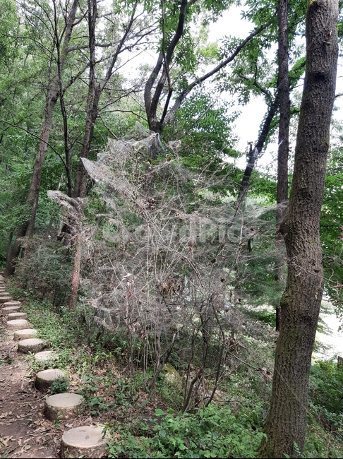 tree,나무,plant,식물,거미줄,자연,풍경,nature,landscape,ground,바닥