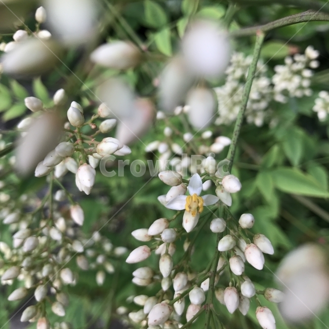 남천,남천죽,남천촉,Domestica,Nandina,매자나무과,남천속,NandinadomesticaThunb,흰꽃,열매식물,약재,약용,해열,나무,꽃,상록활엽관목,Tree,Flower,식물,자연,plants,nature,꽃,flower