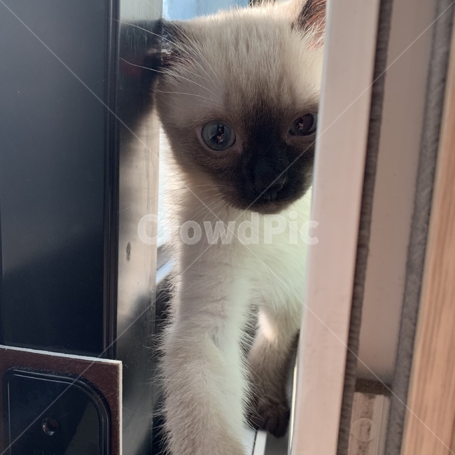 동물,고양이,반려묘,귀여워,샴