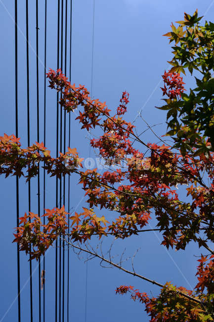 단풍,전선,하늘,가을,maple,sky,autumn,가을,계절,fall,autumn,season