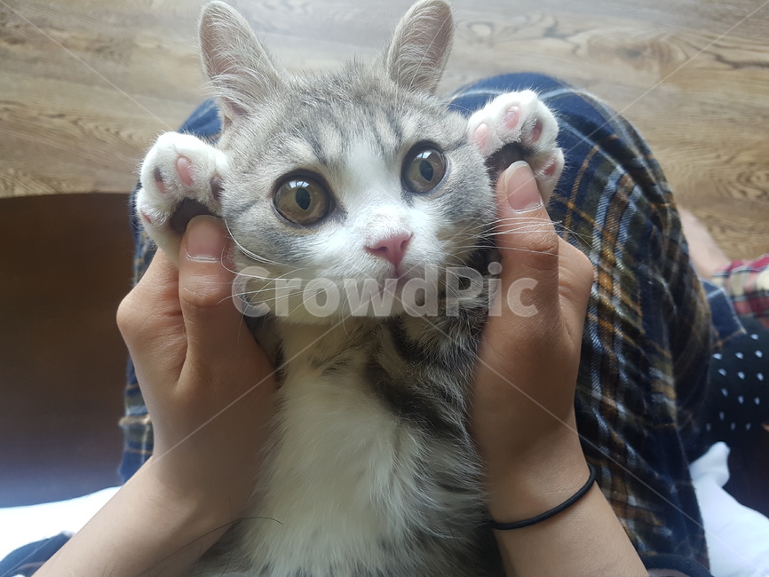 고양이,토끼흉내,귀여움,벚꽃젤리,깡충깡충,동물,animal,포유류,mammal,고양이,cat,kitten,kitty