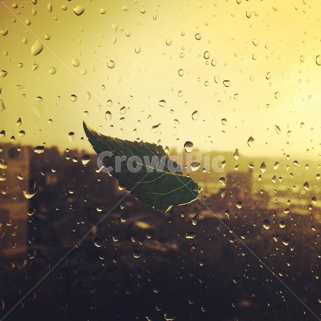 비,창문,나뭇잎,빗방울,바람,비,비오는날,rain,rainy