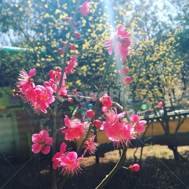 분홍꽃,봄,자연,힐링,꽃,노란꽃,pink,flower,nature,sky,빛,sunshine,봄,계절,spring,season,식물,자연,plants,nature,꽃,flower,plant,blossom