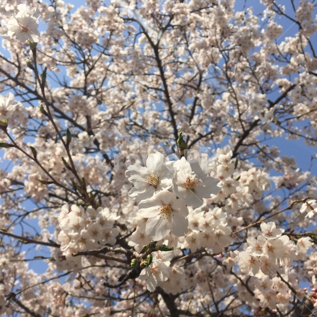 벚꽃,벚꽃나무,벚꽃축제,꽃,봄꽃,꽃놀이,계절,cherryblossoms,nature,springflowers,아름다운,감성사진,봄,계절,spring,season,식물,자연,plants,nature,꽃,flower,plant,blossom