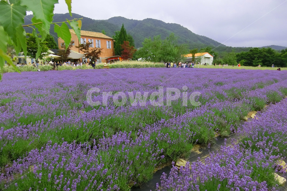 라벤더,라벤더밭,고성라벤더축제,lavender,보라색꽃
