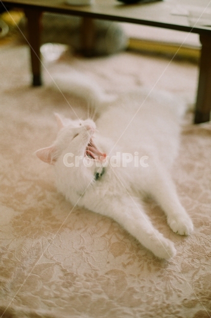 고양이,하품,터키쉬앙고라,cat,동물,필름사진,animal,kitty,귀여운,cute,filmcamera,동물,animal,포유류,mammal,고양이,cat,kitten,kitty