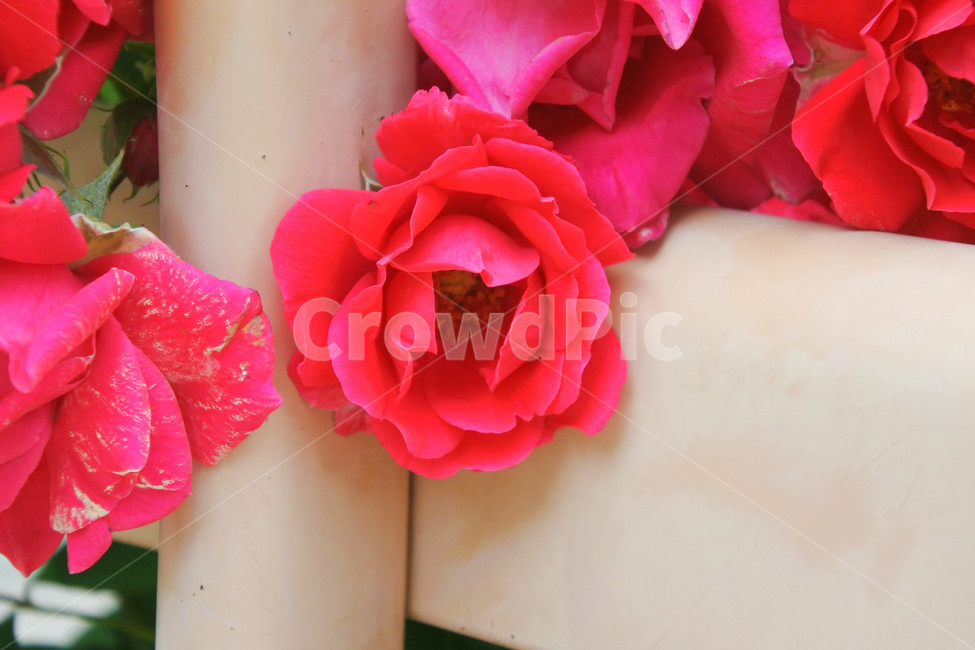 자연,장미,로즈,색감,초록,빨강,빨간색,초록색,green,red,rose