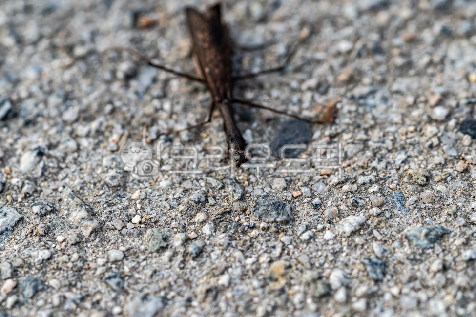 bugs,black mantis,bug,nature,insect,praying,mantis