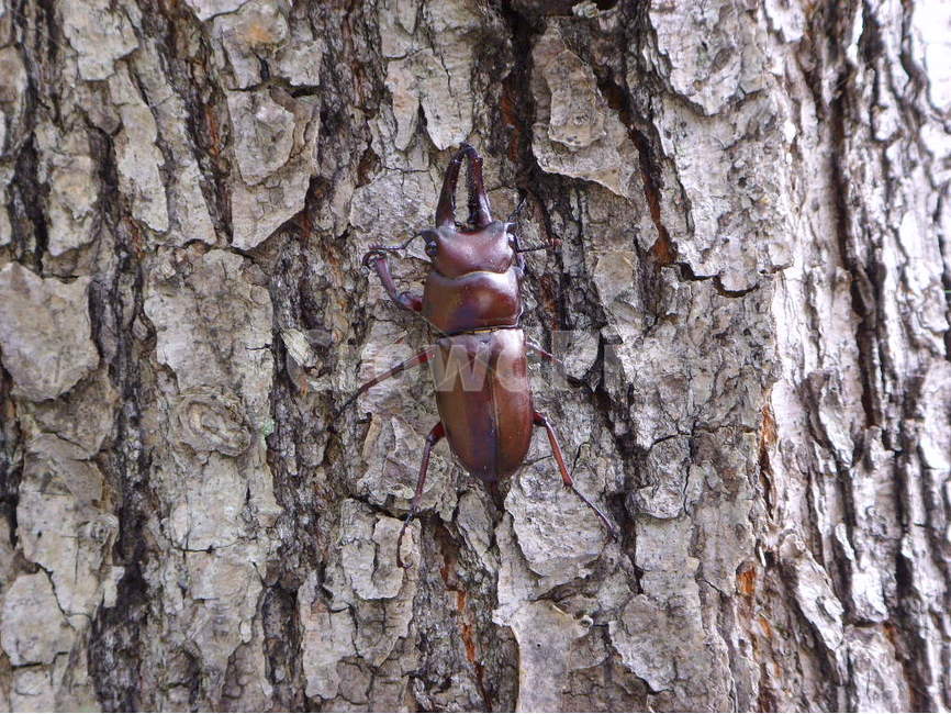 사슴벌레,곤충,나무,참나무,갈색,식물,자연,plants,nature,나무,trees,wood,동물,animal,곤충,벌레,insect,bug