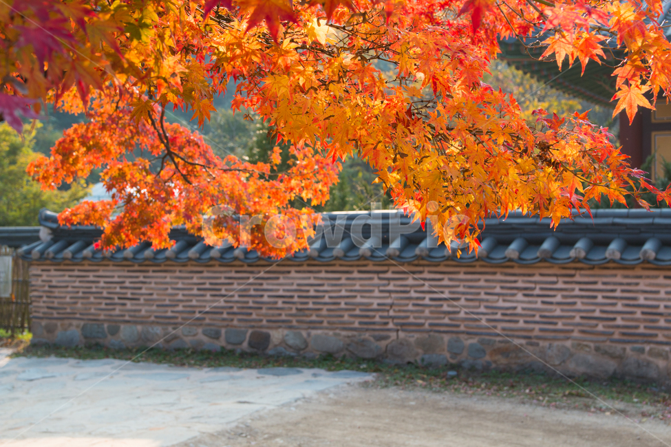 가을,단풍,풍경,산책,등산,산,가을산,가을,계절,fall,autumn,season,한국전통,한국문화,korean traditional,korean culture,식물,자연,plants,nature,leaf,잎,plant,tree,나무,maple