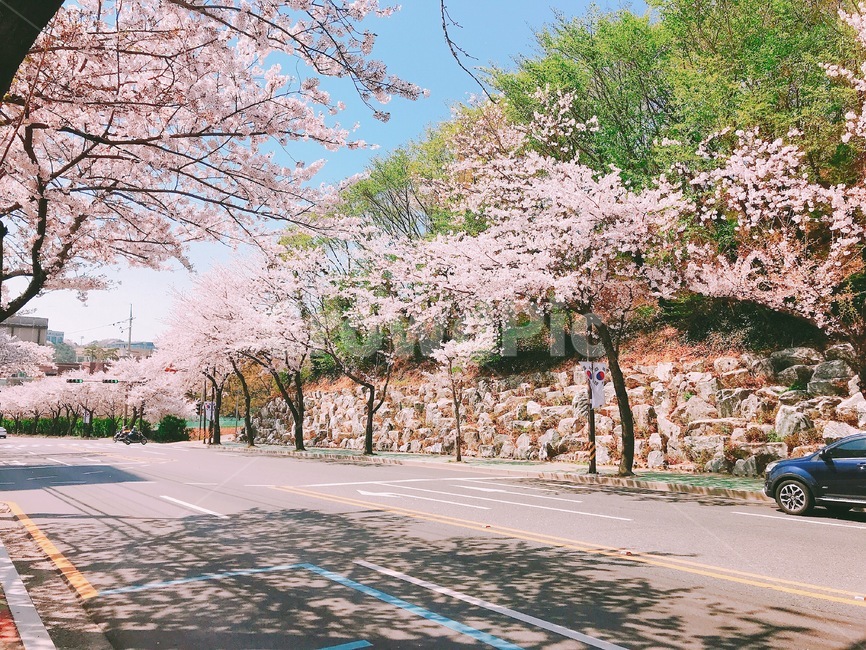 벚꽃,도로,길,가로수,봄,꽃,꽃나무,봄,계절,spring,season,plant,식물,flower,blossom