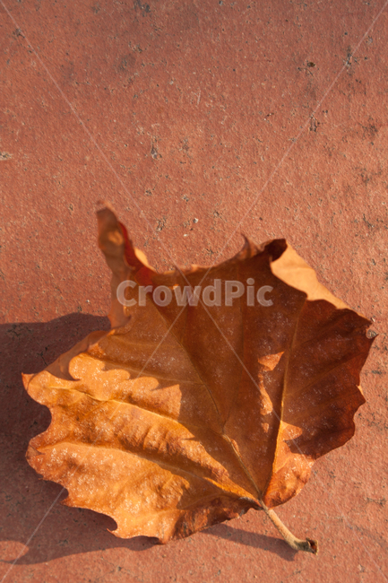마른낙엽,길,가을,그림자,쓸쓸함