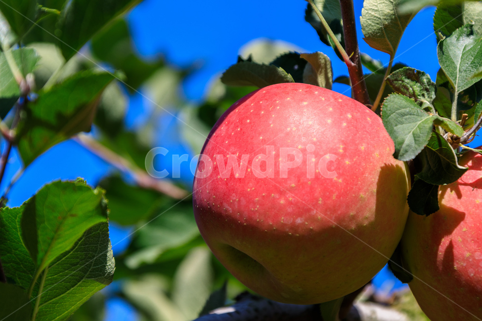 사과,나무,과일나무,사과나무,과수원,과일,농업,수확,식물,자연,plants,nature,과일,열매,fruit