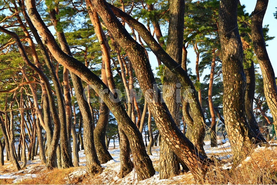 보성,웅치소나무설경,웅치소나무,솔밭,설경,겨울,계절,자연,경치,경관,풍경,plant,식물,treetrunk,나무줄기,tree,나무