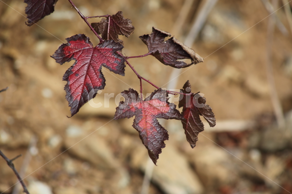 단풍,잎,식물,가을,redleaves,가을,계절,fall,autumn,season,leaf,plant,tree,나무,maple