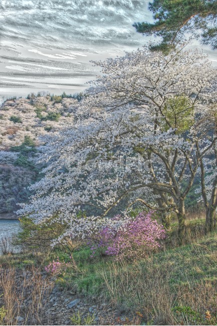 풍경화,벚꽃,풍경,자연,나무,생태사진,봄,계절,spring,season,자연,풍경,nature,landscape,plant,식물,blossom,꽃,flower