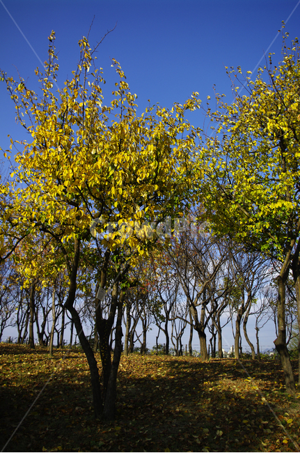 autumn,가을,나무,단풍,식물,가을,계절,fall,autumn,season,자연,풍경,nature,landscape,tree,plant,tree trunk,나무 줄기