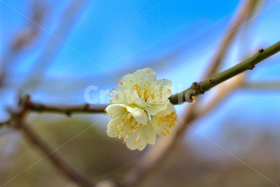 꽃,나무,봄,하늘,나무가지,봄,계절,spring,season,식물,자연,plants,nature,꽃,flower,plant