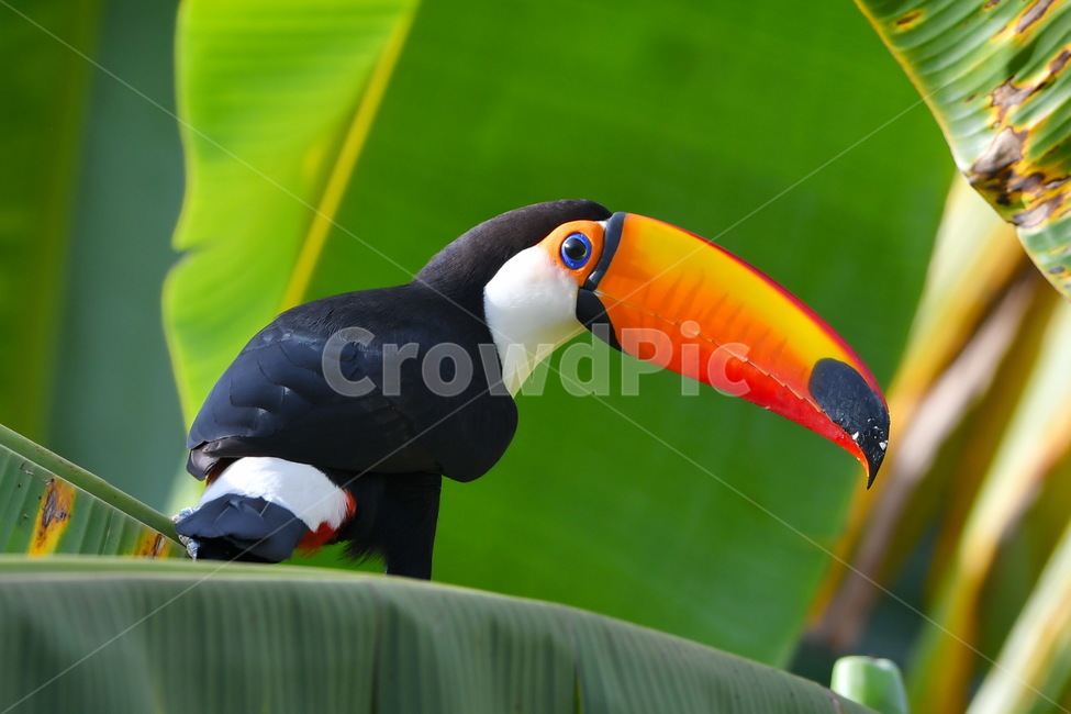 bird,animal,투칸,toucan,큰부리새,동물,animal,조류,새,birds