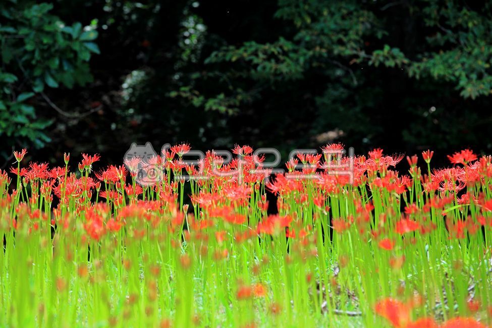 September,beauty,Similarization,flower garden,flowering,scenery,red,beautiful,ecology,view,petal,september,A bunch of flowers,sight,gay,Seoksan,green,blossom,nature,red flower,flower,Red,environment,wildflowers,outdoors,background,plant,flower background