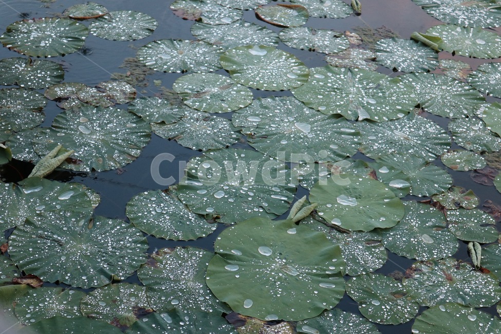 연잎,물방울,물,세미원,빗방울,식물,자연,plants,nature