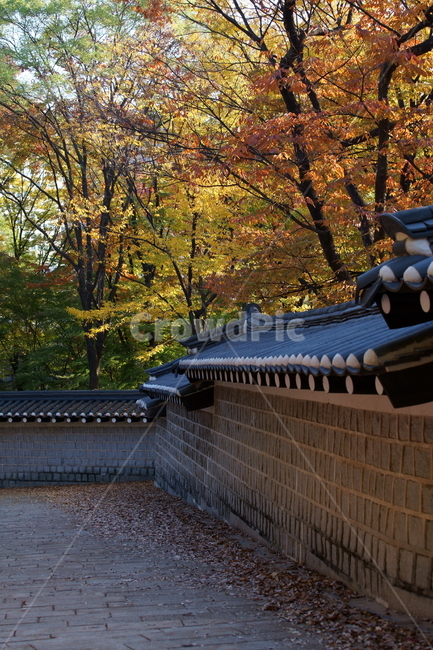 가을,궁궐,낙엽,기와,전통,단풍,koreatraditional,koreapalace,autumn,koreaautumn,autumnleaves,nature,colorful