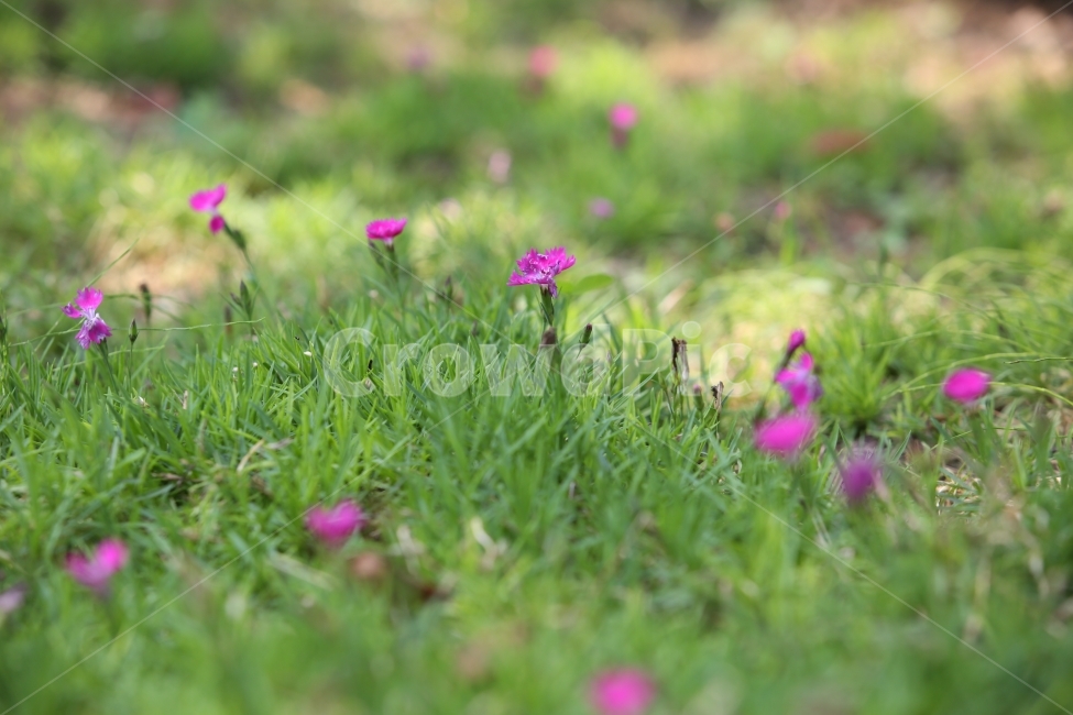 꽃,분홍,식물,야생화,꽃무더기,식물,자연,plants,nature,꽃,flower