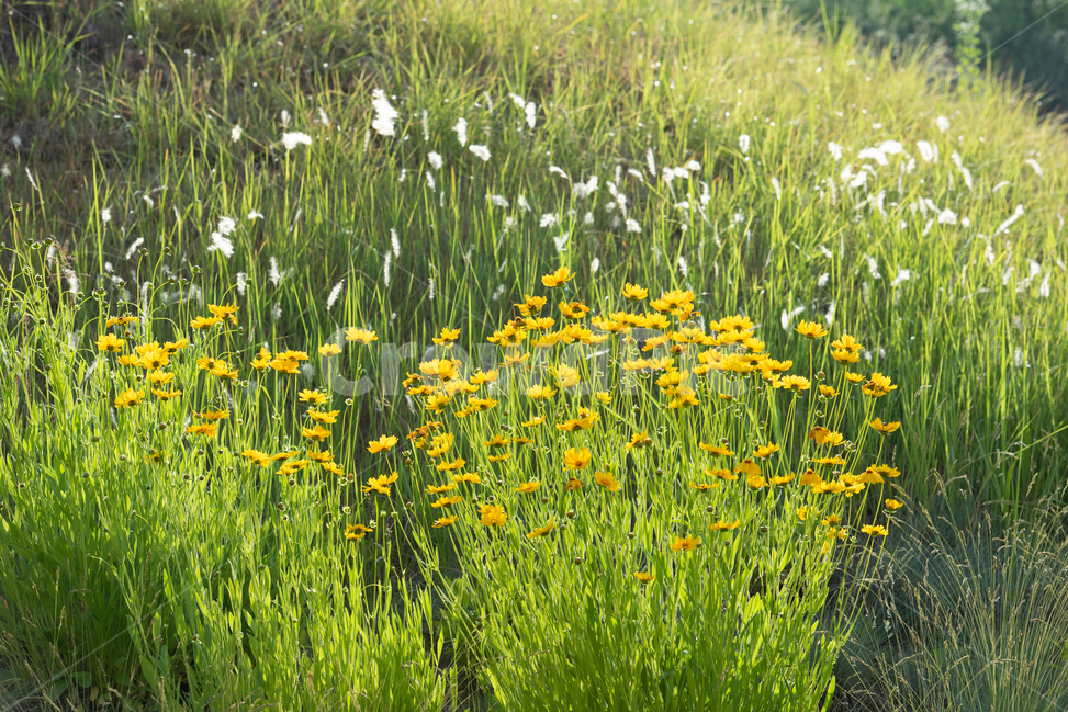 꽃,자연,햇살,flowers,natural,식물,자연,plants,nature,꽃,flower