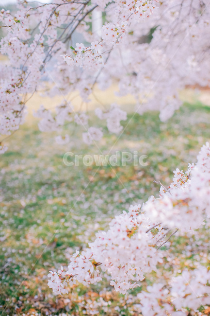 봄,벚꽃,벚나무,봄꽃,잔디,꽃,봄,계절,spring,season,식물,자연,plants,nature,꽃,flower,plant,blossom,cherry blossom