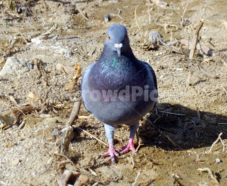 비둘기,새,조류,dove,평화,동물,animal,조류,새,birds