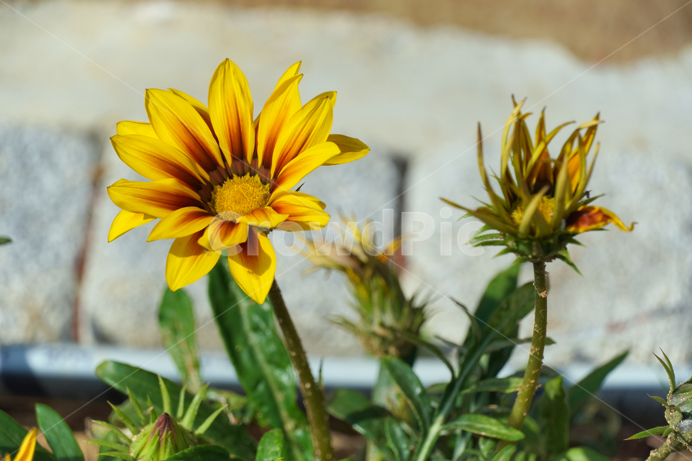 가자니아리젠스,꽃,자연,접사,배경화면,힐링,신선함,안식처,season,plants,nature,flower,sensible,feeling,색깔,색상,색채,색감,colorsense,colorsensitivity,feelingofcolor,감성,평온함,느낌,휴식