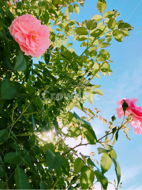 장미,하늘,분홍장미,식물,꽃,분홍색,rose,flower,식물,자연,plants,nature,꽃,flower