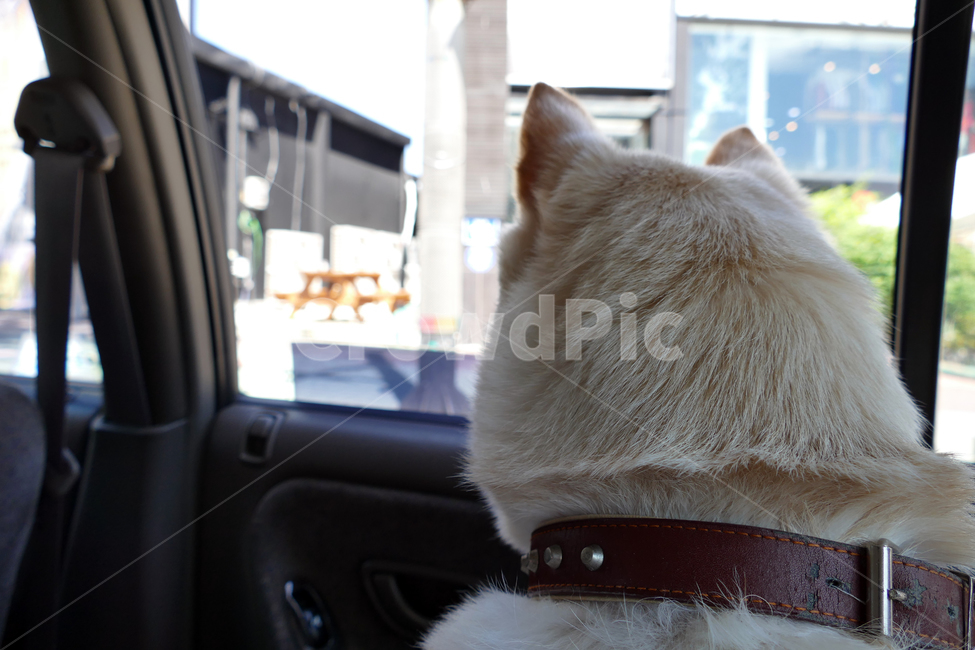 진돗개,뒷모습,산책,차,자동차,개,강아지,동물,animal,포유류,mammal,개,강아지,dog,doggy