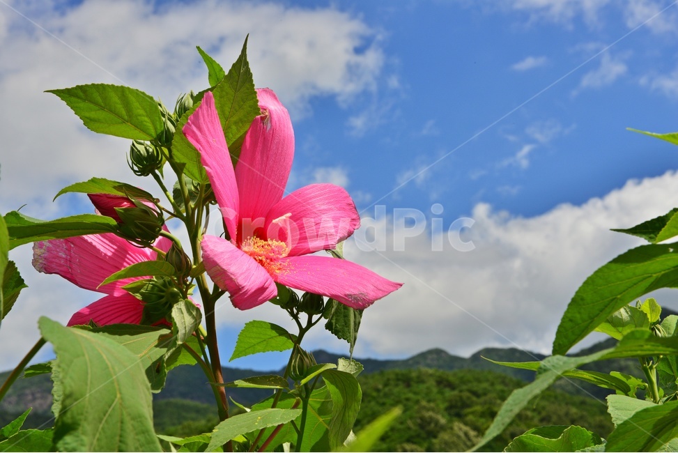 nature,자연,outdoors,옥외,부용화,허눌,구름,파란하늘,plant,식물,여름,계절,summer,season