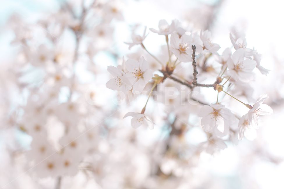 plant,식물,벚꽃,봄,봄나무,꽃나무,spring,봄,계절,spring,season