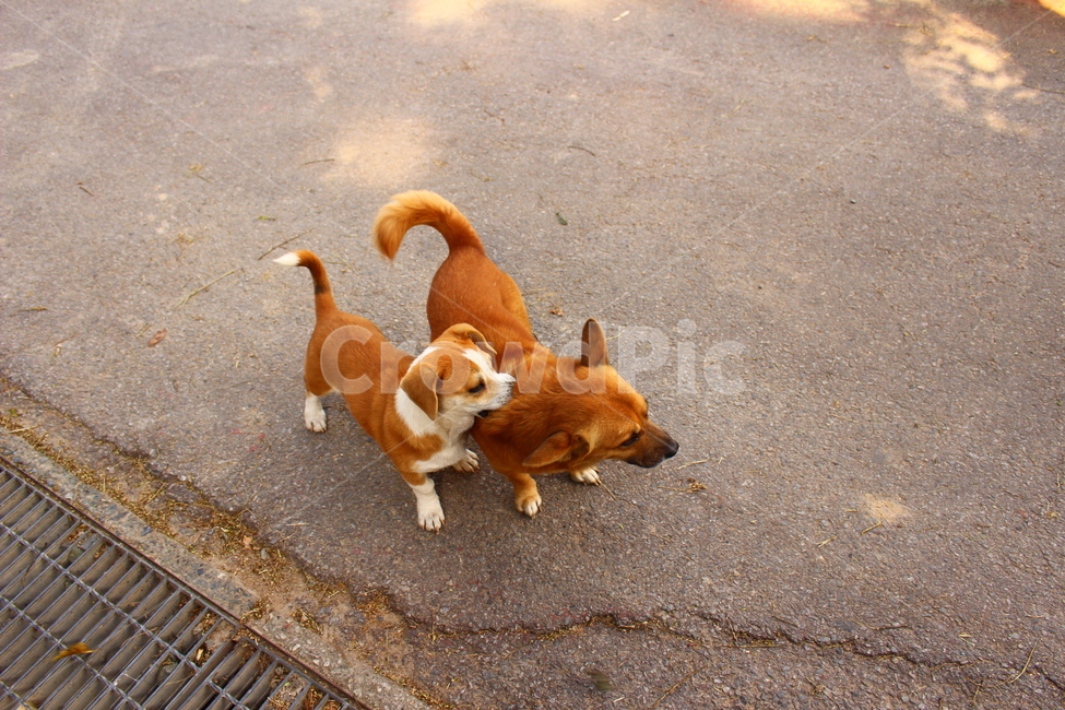 강아지,개,두마리,길,갈색강아지,동물,animal,포유류,mammal,개,강아지,dog,doggy