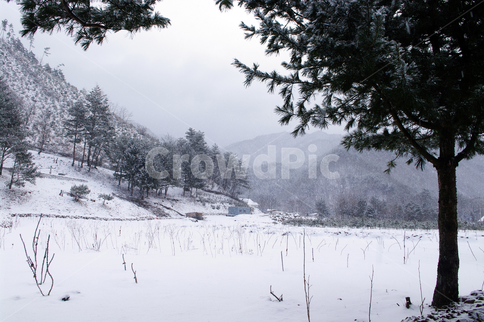 식물,plant,겨울,winnter,설경,눈,자연,nature,나무,겨울,계절,winter,season,자연,풍경,nature,landscape,outdoors,옥외,tree,fir,전나무