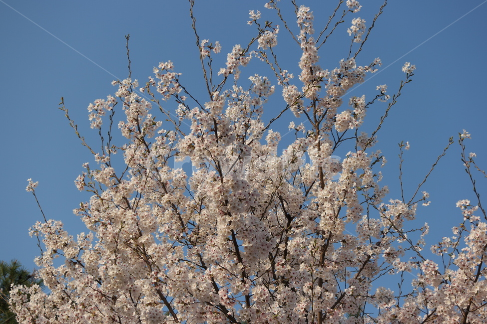 꽃,자연,cherryblossoms,봄,벚꽃,식물,자연,plants,nature,꽃,flower
