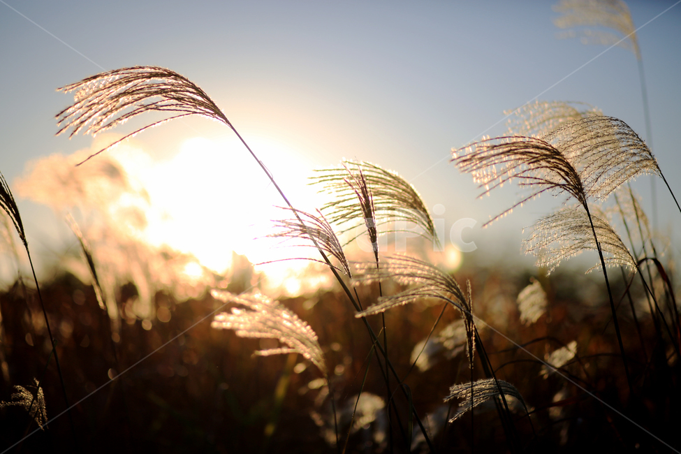 가을,갈대,풍경,억새,하늘,자연,nature,landscape,식물,plants,가을,계절,fall,autumn,season,grass,잔디,plant,lawn,reed
