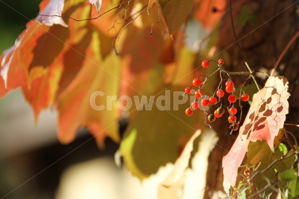 식물사진,자연사진,배풍등,열매사진,감성사진,가을사진,단풍사진,가을,계절,fall,autumn,season,식물,자연,plants,nature,과일,열매,fruit,감성,sensible,feeling,leaf,잎,plant